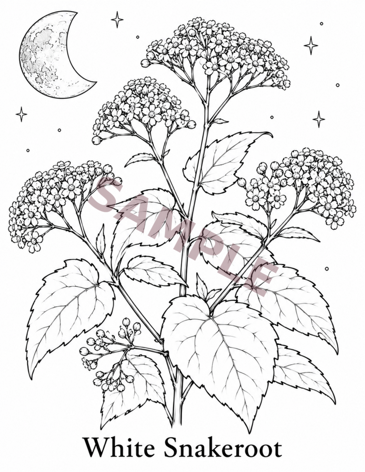 Botanicals & Moonlight interior sample page 2